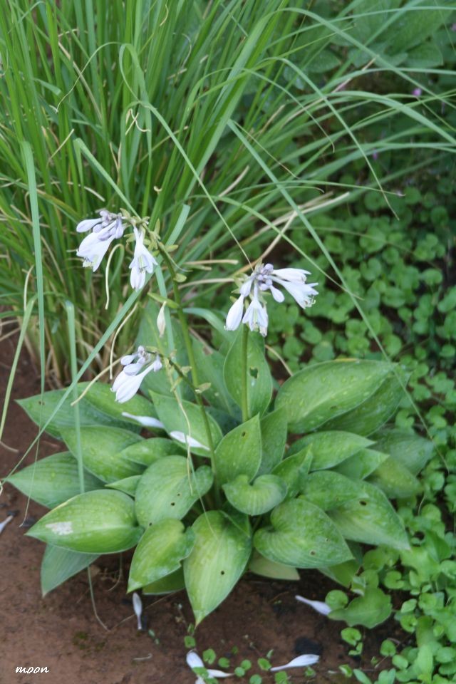 hosta